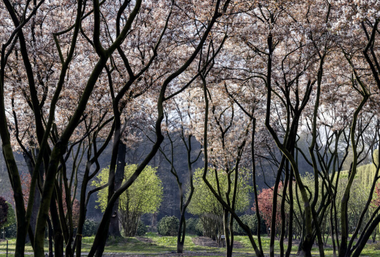 Amelanchier lamarckii