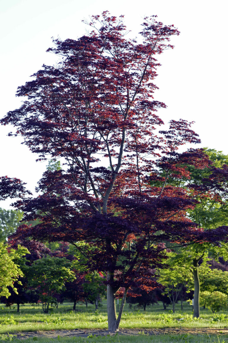 Acer palmatum 'Atropurpureum'