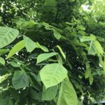 Cladastris kentukea - Blattdetail