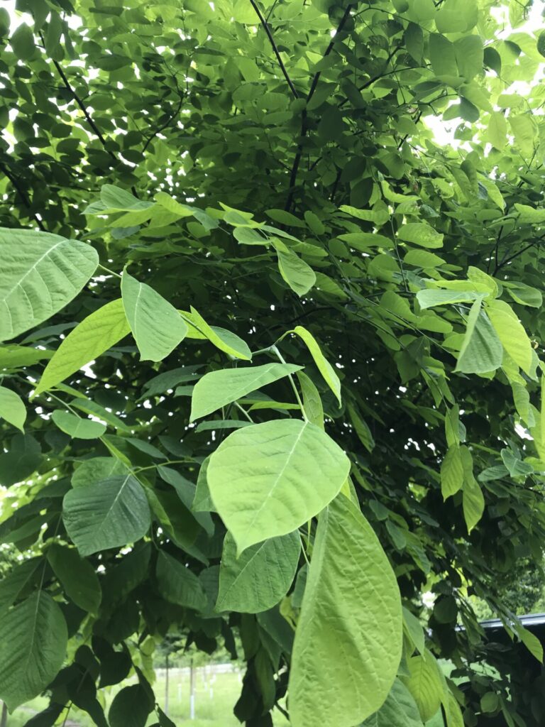 Cladastris kentukea - Blattdetail