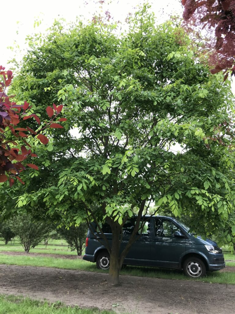 Cladastris kentukea als Solitärgehölz