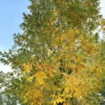 Neue Eschen braucht das Land!