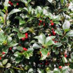 Ilex x meserveae ‚Heckenfee‘ – Fruchtdeko zum Weihnachtsfest
