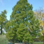 Metasequoia glyptostroboides – Urweltmammutbaum – Zukunftsbaum