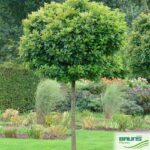 Quercus palustris ‚Green Dwarf‘