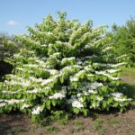 Viburnum plicatum ‚Mariesii‘